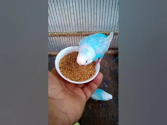 'Video thumbnail for This Amazon bird toy is SO COOL#birds#parrot #birdslover #budgis #lovebirds #budgiegar #cute #health'
