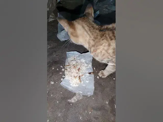'Video thumbnail for giving maxie cat foods home'