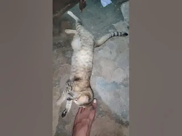 'Video thumbnail for my cat maxie playing with me'