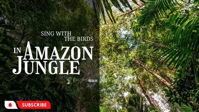 'Video thumbnail for Sing With Birds - The Sound of Amazon Jungle - Birds , Forest Sounds'