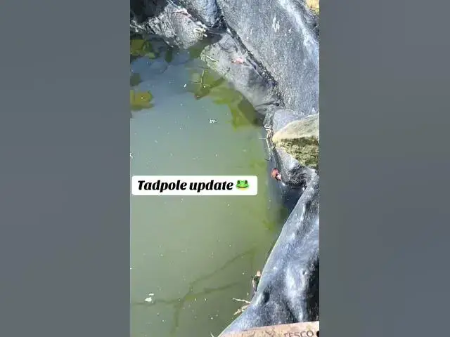 'Video thumbnail for Tadpole Progress Check! #WildlifeWatch'