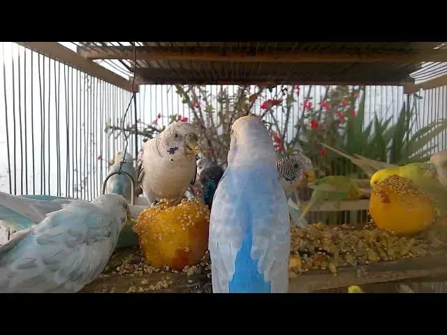 'Video thumbnail for Love & Laughter Adorable Rainbow Budgies in Action! 😂💚 #Shorts'