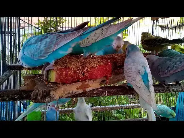 'Video thumbnail for Too Cute to Handle 😍😂  Budgie Sounds Full of Love & Giggles'