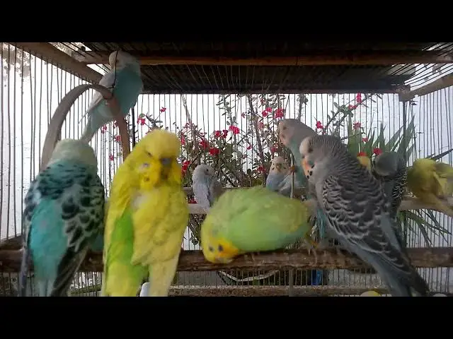 'Video thumbnail for Cuteness Overload My Budgie's Adorable Antics! 💛✨ #cute #funnyvideo'