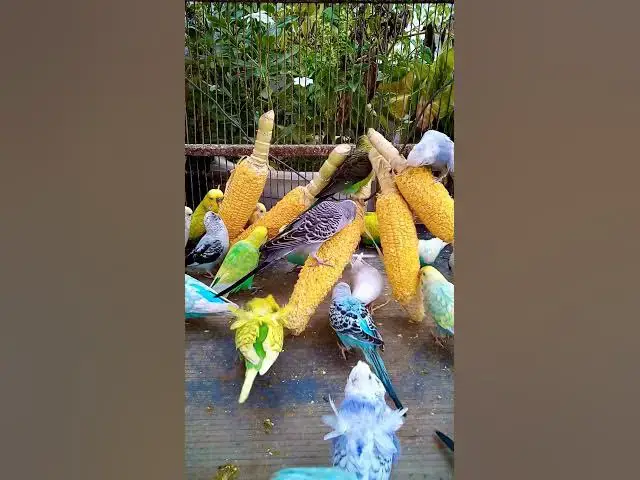 'Video thumbnail for This Amazon bird toy is SO COOL#birds#parrot #birdslover #budgis #lovebirds #budgiegar #cute #health'