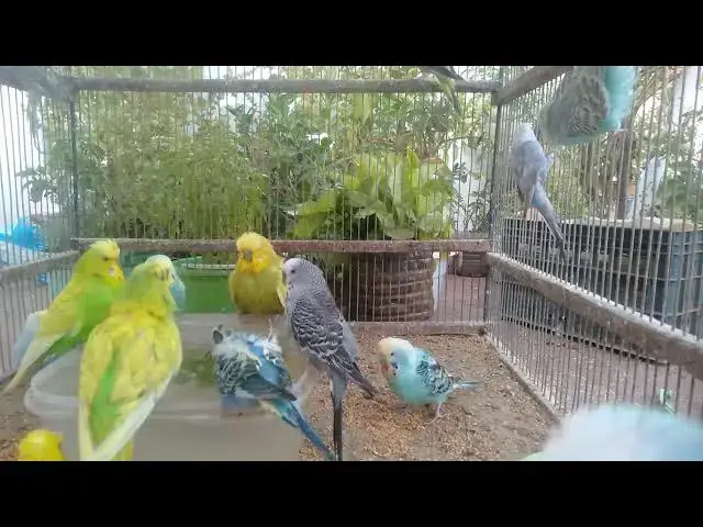 'Video thumbnail for The Most Beautiful Budgie Singing Ever Recorded 🎤🐥'