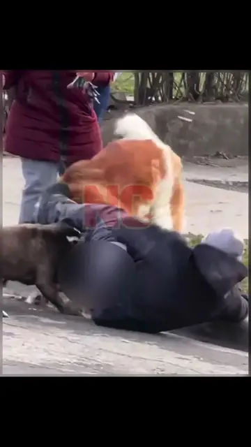 'Video thumbnail for 'Who dog is this?' Pitbull put in a chokehold by a man to stop a fight with another dog'