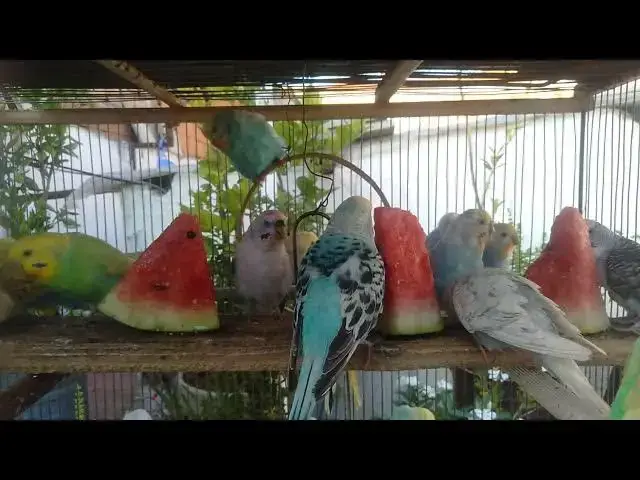 'Video thumbnail for Budgerigar Myths Debunked What You Really Need to Know!'