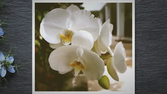 'Video thumbnail for Indoor Plants With White Flowers: Enhance Your Home Space'