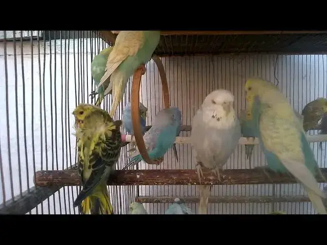 'Video thumbnail for 🤯 Shocking Before & After Budgie Transformations in San Francisco! 💎 #BirdGlowUp #SFpets'
