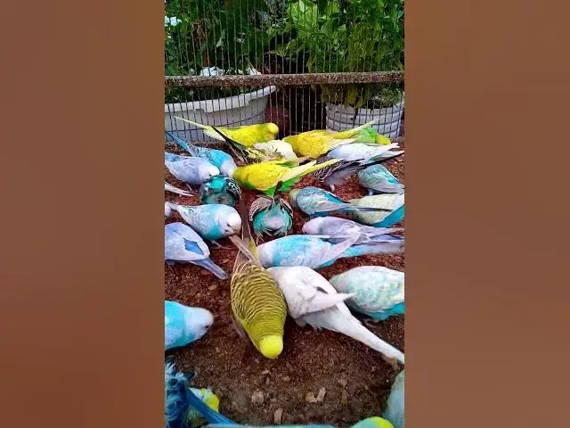 'Video thumbnail for This Amazon bird toy is SO COOL#birds#parrot #birdslover #budgis #lovebirds #budgiegar #cute #health'