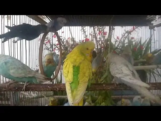 'Video thumbnail for Budgie vs  Mirror Who Will Win 😂💚 #Funny #BudgieLife'