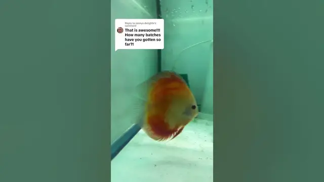 'Video thumbnail for Why do they keep doing this. Confused why my red melon discus pair keep eating their babies'