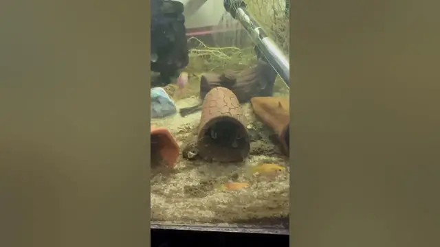 'Video thumbnail for Guppy genetics are so weird. Can’t figure out what color this guppy is.'