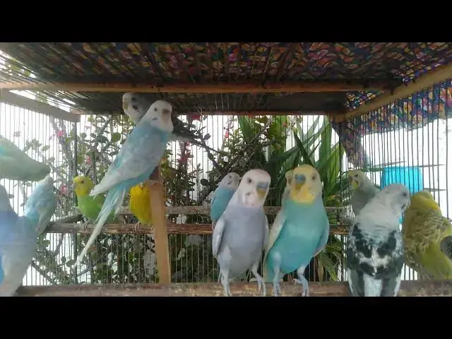 'Video thumbnail for 🦜初めてのダンス♡赤ちゃんインコが可愛すぎる🐥💃'