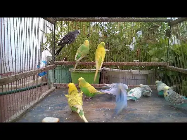 'Video thumbnail for 🦜 秒で飼い主を出し抜く!😱 天才インコの仰天スキル#インコ #ペット動画 #面白い'