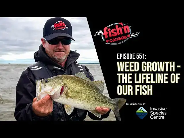 'Video thumbnail for ARE ASIAN CARP INVADING THE GREAT LAKES? | Weed Growth - The Lifeline of Our Fish'