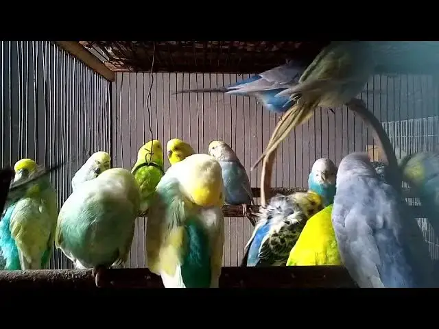 'Video thumbnail for Tiny Feet, Giant Hearts – Budgie Moments'