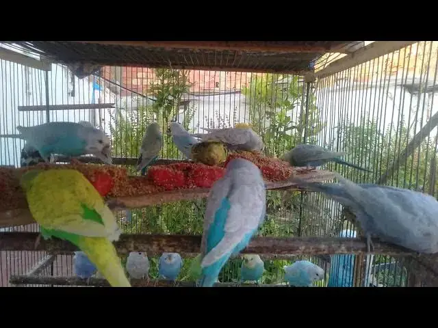 'Video thumbnail for Too Cute to Handle! Budgies Singing with Joy 🎶😍  Funny & Loving Vibes'