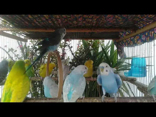 'Video thumbnail for 🦜こっそり…お菓子を食べるインコを隠し撮り!🍪🎥'