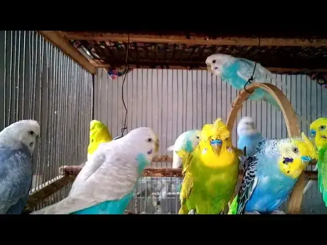 'Video thumbnail for 🎶 Relaxing Budgie Sounds for Stress Relief 🧘‍♀️🐦 #CalmBirds'