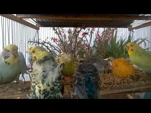 'Video thumbnail for Parakeet Comedy Club Hilarious Highlights from Our Rainbow Budgies! 🎉😂'