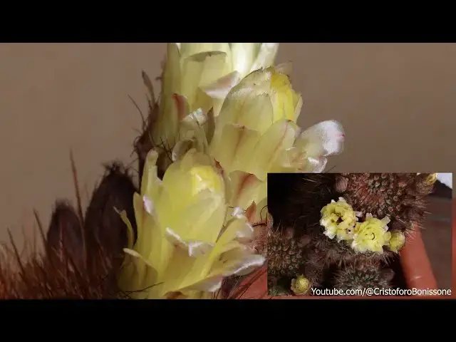 'Video thumbnail for Fioritura Cactus #cactus #slowmotion #canon #eosr5'