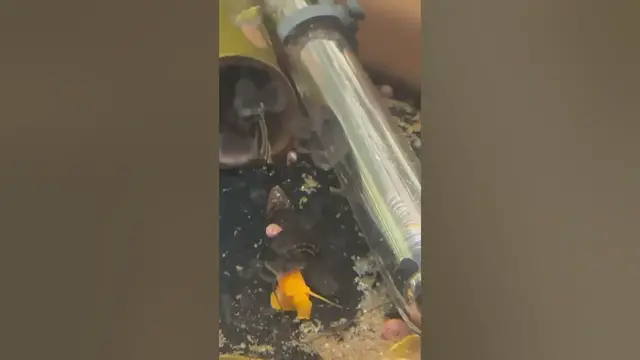 'Video thumbnail for Baby Ramshorn snail riding rabbit snail. No snails were harmed in the making of this video'
