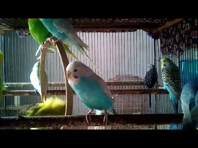 'Video thumbnail for 癒し系セキセイインコのさえずり♡ 1時間のリラックスBGM 🎶🐦'