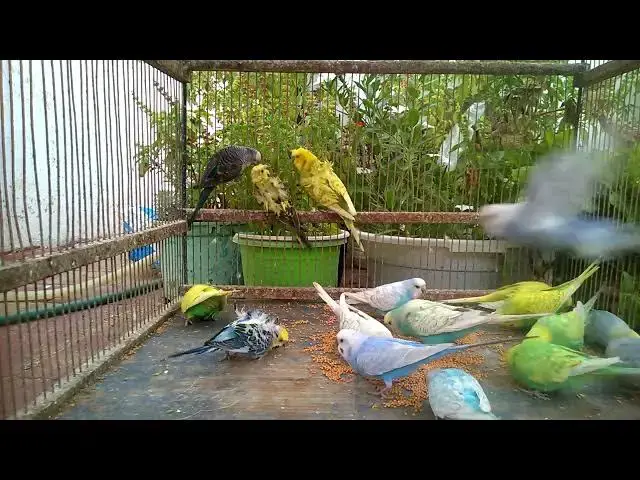'Video thumbnail for 🤯 インコが10秒でパズル解決!🦜 その頭脳に驚愕#鳥 #知能 #すごい'
