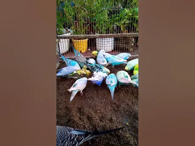 'Video thumbnail for This Amazon bird toy is SO COOL#birds#parrot #birdslover #budgis #lovebirds #budgiegar #cute #health'