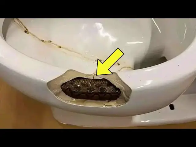 'Video thumbnail for Woman Tries To Remove “Snake” From Sink. Vet Arrives, Looks Once, And Says, "That's Not A Snake!"'