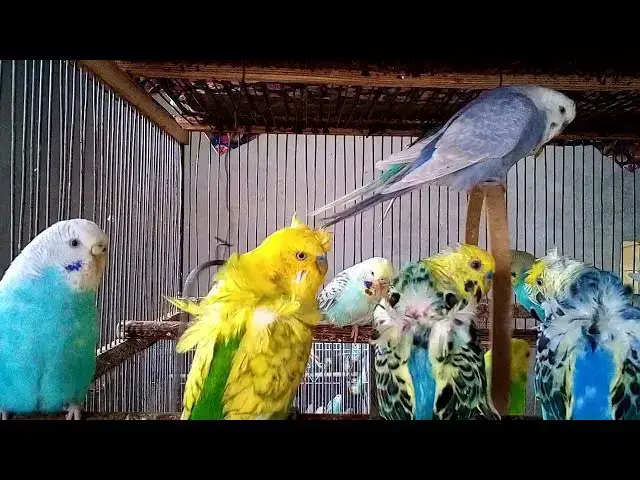 'Video thumbnail for 🎤 Amazing Budgie Talking Skills   You Won't Believe! 🗣️🐤 #TalkingBirds'