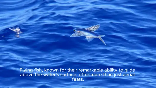 'Video thumbnail for Do flying fish taste good-'