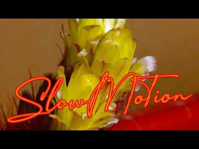 'Video thumbnail for Sequenza Fioritura Cactus Canon EOS R5 + Canon RF 70-200 f/4 L - #canon #cactus #fiori #slowmotion'