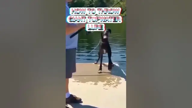 'Video thumbnail for Giant dog falls on the water #shorts #bassfishing'