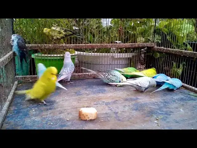 'Video thumbnail for 🤣 When Parrots Go Rogue! 🦜 Household Takeover!'
