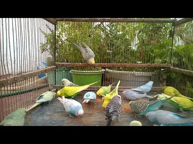 'Video thumbnail for 🔥 インコVS飼い主の知恵比べ!🦜 勝ったのはどっち?#インコ #対決 #面白'