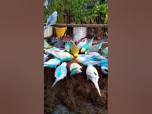 'Video thumbnail for This Amazon bird toy is SO COOL#birds#parrot #birdslover #budgis #lovebirds #budgiegar #cute #health'