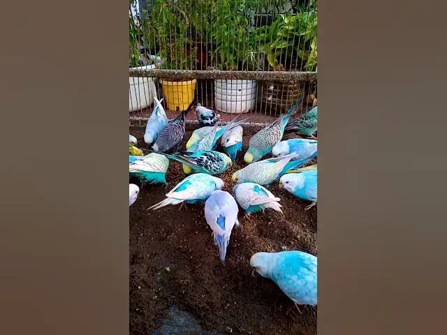 'Video thumbnail for This Amazon bird toy is SO COOL#birds#parrot #birdslover #budgis #lovebirds #budgiegar #cute #health'