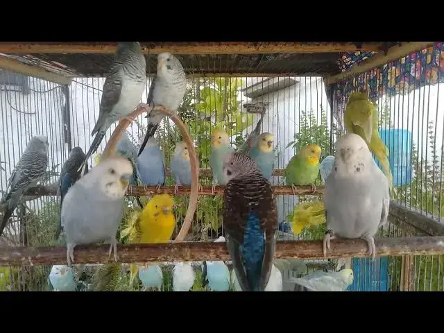 'Video thumbnail for Relaxing Birdsong & Budgie Calls for Calm Vibes ☁️🎵 #budgievibes #birdsongs #relaxingvideo #parakee'