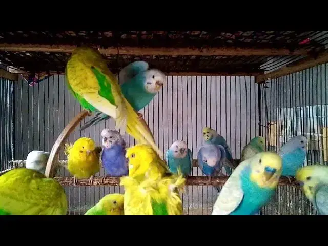 'Video thumbnail for Sweet Budgie Kisses 💋🐦  Cute Sounds & Silly Moments'