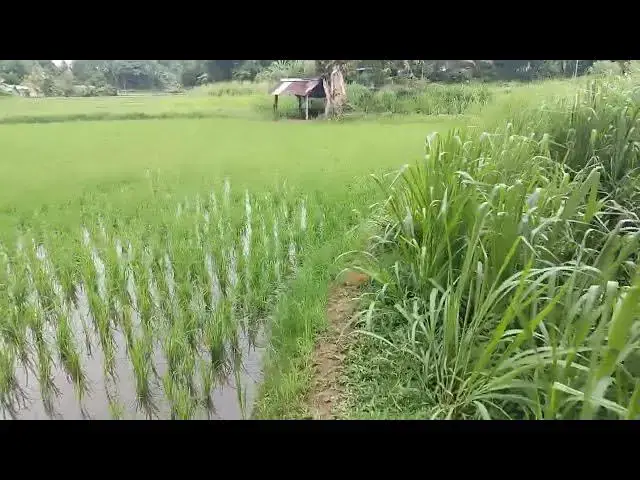 'Video thumbnail for Walking on beautiful village paddy field'