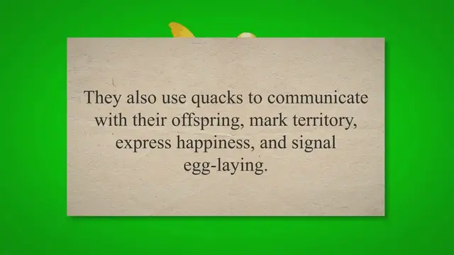 'Video thumbnail for Why Do Female Ducks Quack So Loud? (Truth REVEALED!) 2023 » Petybird.com'