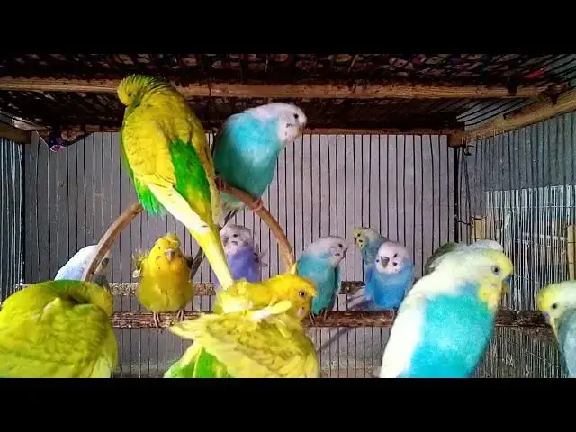 'Video thumbnail for udgie Love Story in Chirps 💌🎶  Cutest Pair Ever!'