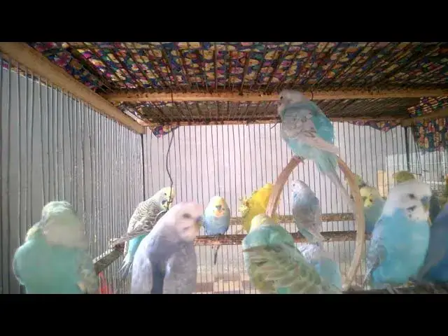 'Video thumbnail for Budgies Singing in Love 🎵💘  Cute Moments That’ll Make You Smile'