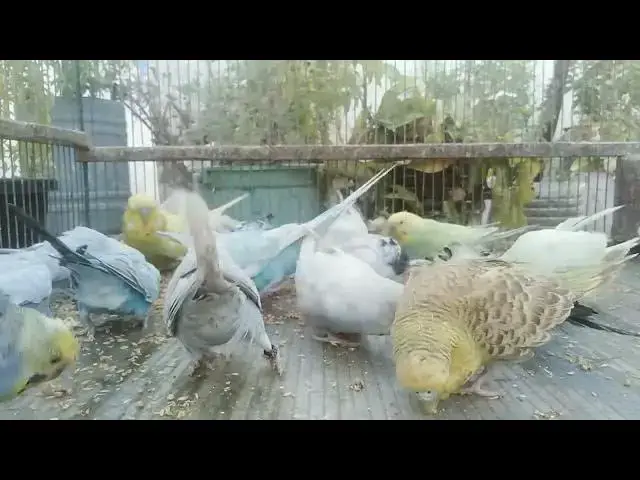 'Video thumbnail for The Joyful Life of a Parakeet Happiness in Every Tweet! 🎶💛'