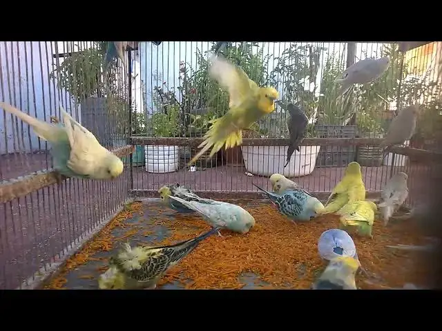 'Video thumbnail for 🔊 8D Budgie Surround Sound 🌀  Wear Headphones for a Magical Experience 🎧 #8DSounds'