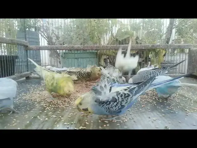 'Video thumbnail for Meet My Happy Budgie A Day in the Life! 🥰💚💛✨ #budgielife'