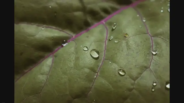 'Video thumbnail for The Complete Guide to Growing Mustard Microgreens'